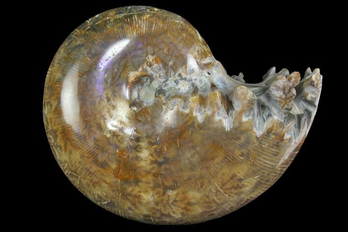 Polished, Agatized Ammonite (Phylloceras?) - Madagascar #149223